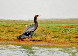 Little cormorant