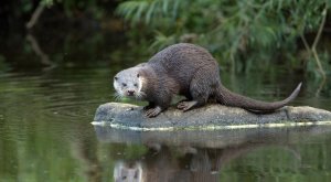 European Otter.