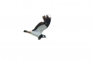 Field of Lapwings