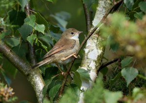 Juvenile Common Whitethroat