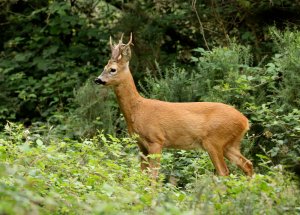 European Roe Deer