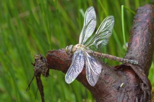 Common Hawker.