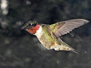 Ruby Throated Hummingbird Male