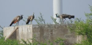 Peafowls