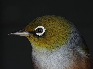 Silvereye