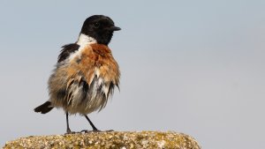 male stonechat