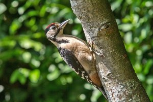 Great Spotted Woodpecker (juvenile)