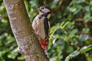 Great Spotted Woodpecker (male)