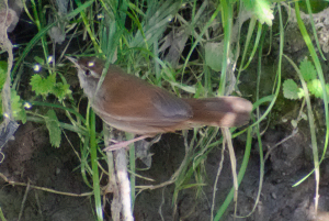 Cettis Warbler