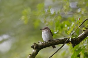 Spotted Flycatcher