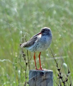 Redshank