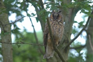 Long eared Owl.