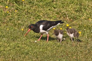 'With the Twins'