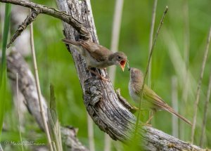 reed warbler feeding youngster