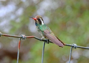 Juvenile male White-eared Hummingbird