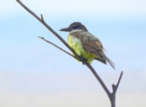 Thick-billed Kingbird