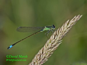 A immature male, Blue-tailed Damselfly,