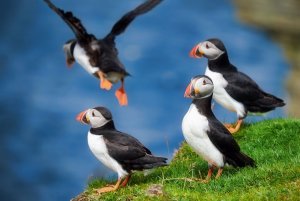 Puffins