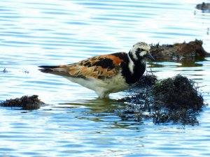 Turnstone