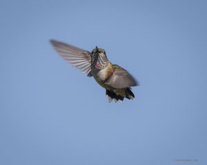 Female rufous hummingbird in flight