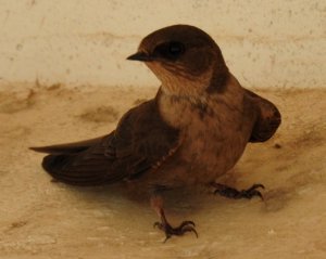 Dusky Crag Martin