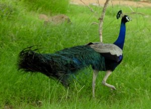 Peafowl  male in Monsoon Mood