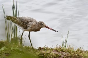 Black-tailed Godwit