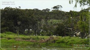 Ibis galore