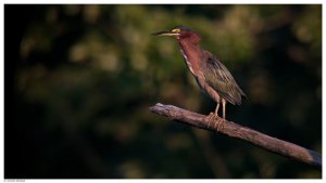 Green Heron