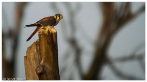 American Kestrel