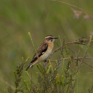 Whinchat