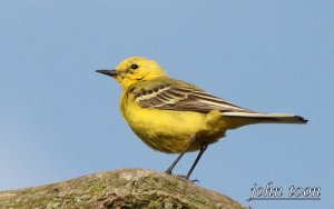 yellow wagtail