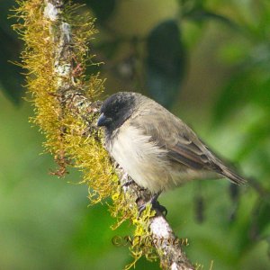 Small Tree Finch male
