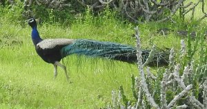 pea-fowl Male