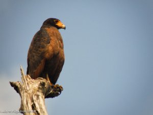 Rufous Crab Hawk