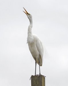 High Key Egret