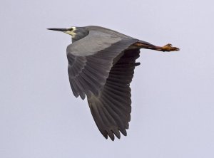 White Faced Heron in Flight