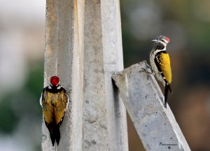 Woodpeckers