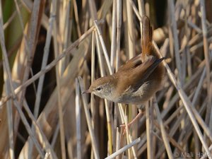 Cetti's Warbler