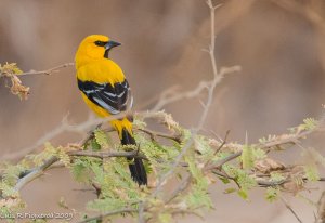 Yellow Oriole