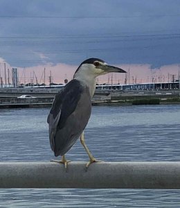 Black-Crowned Night-Heron