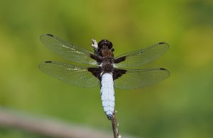 Broad-bodied Chaser