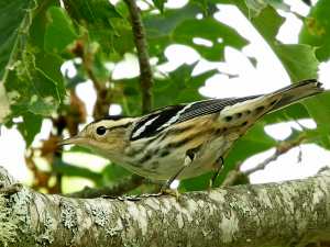 Black And White Warbler