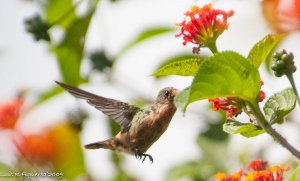 Tufted Coquette Female