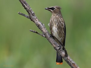 Cedar Waxwing juvenile