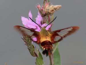 Hummingbird Clearwing Moth