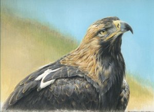 Eastern imperial eagle