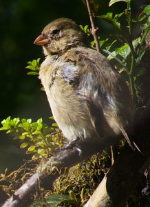 Woodpecker Finch