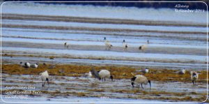 Waders and friends on the beach