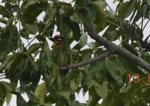 coppersmith barbet just blending in